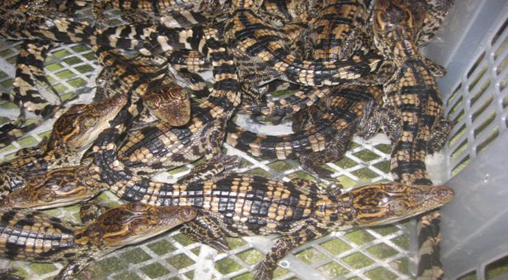 鳄鱼可以合法养殖吗,人工养殖鳄鱼100斤一条多少钱