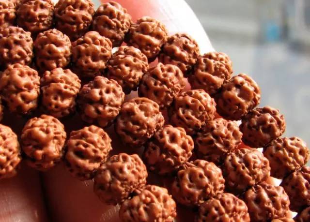 小金刚菩提最终是怎么样的,小金刚菩提子怎么看是真是假