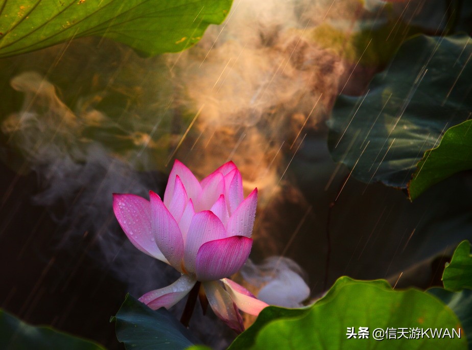 澶忚嚦宸茶嚦鑽疯姳鏅偣 (澶忚嚦宸茶嚦閭ｅ氨蹇樺嵈鐐庣儹鍘昏祻鑺卞惂)