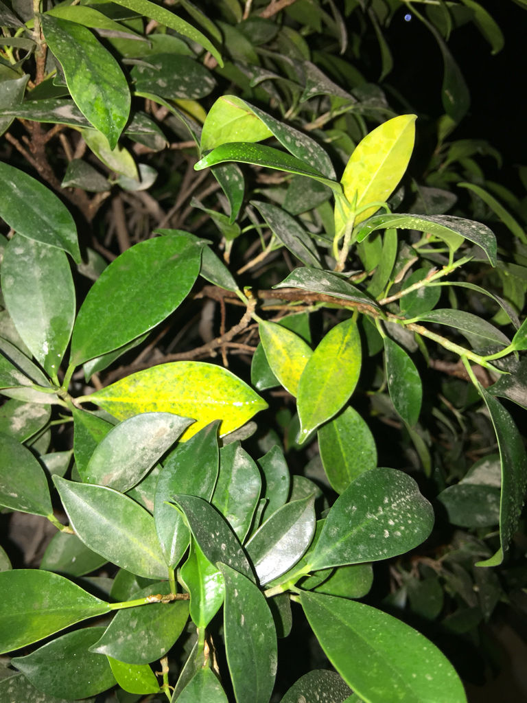 盆栽榕树叶子快落完了,榕树枝繁叶茂盆栽