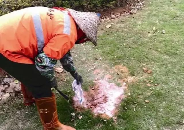 红火蚁出没村民被咬致休克,红火蚁入侵这里多人被咬伤