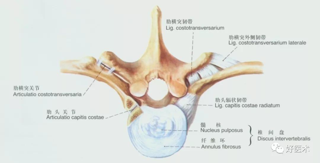 90条韧带的精细解剖、起止点及分布走形，收藏走起