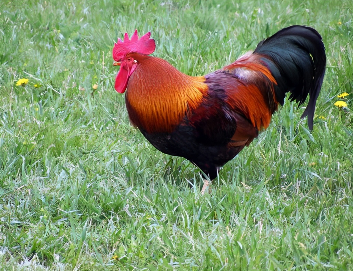 为什么公鸡吃了蜈蚣变很凶,为什么公鸡吃蜈蚣会变得很凶猛