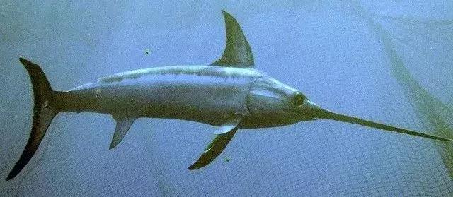 DAHON美国大行折叠SRA682，陆地上飞翔的剑鱼