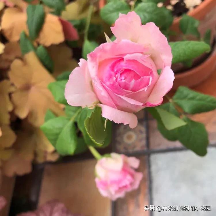 苦尽甘来栀子花,苦尽甘来推荐