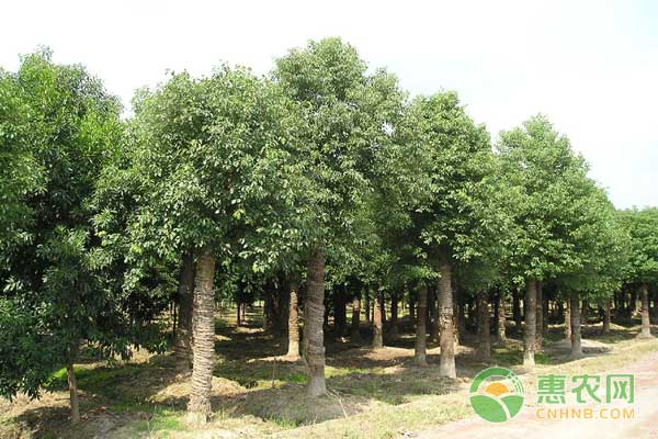 成年香樟树多少钱一棵,香樟树大概多少钱一棵