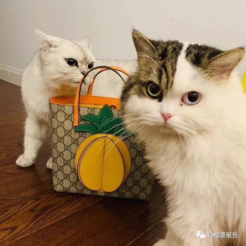 低预算买包,一万多预算买包