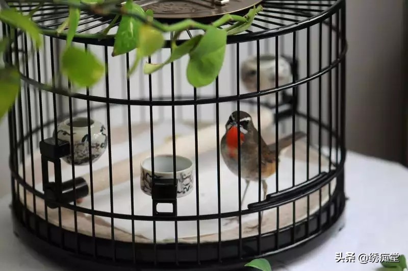 迷茫的养鸟朋友，看看这篇文章