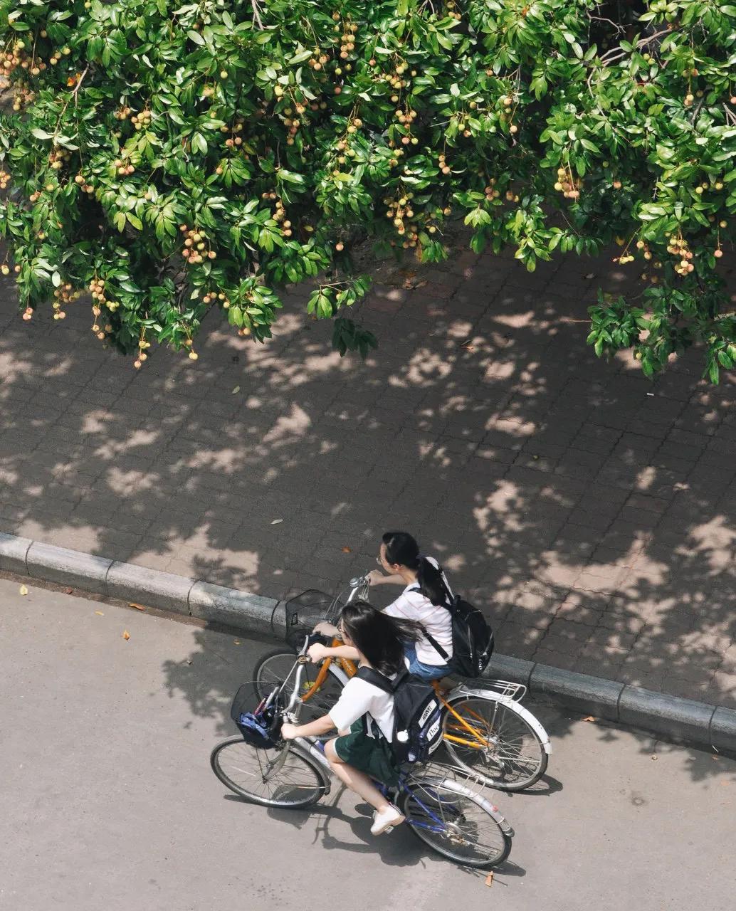中国哪里的荔枝最甜,全国荔枝最好吃的地方