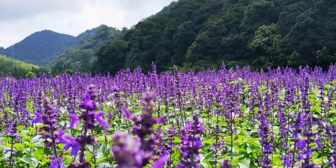 广州公园大片花海,广州哪个地铁站附近有花海