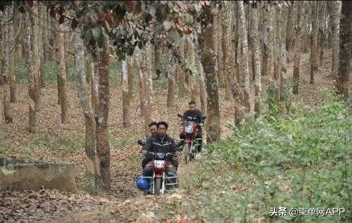 偷渡柬埔寨被遣送回国的后果,偷渡去柬埔寨被抓有什么后果