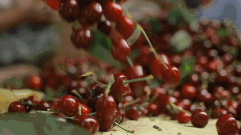 樱桃吃多了铁中毒辟谣,樱桃中毒新闻