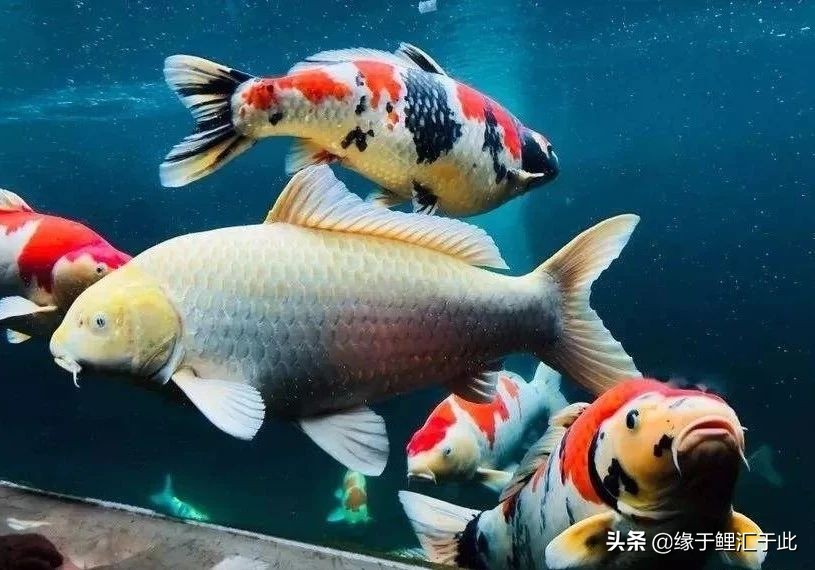 锦鲤趴缸底是什么病用什么药,锦鲤趴缸最快最好的恢复方法