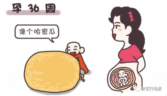 怀孕周刊,孕期周刊第93周