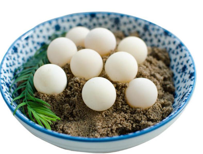 如何提高甲鱼饲料的吸收率,怎样提升甲鱼成活率