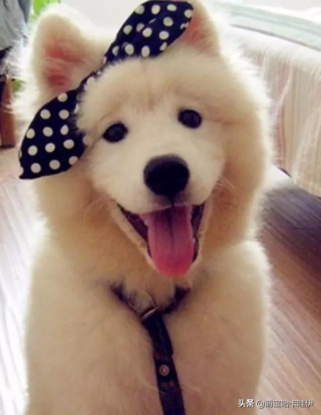 养了一只小萨摩耶,养一只萨摩耶是什么体验