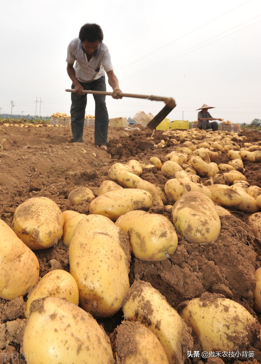 种土豆有绝招,种植土豆高产用什么肥