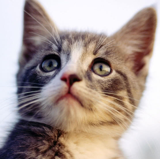 猫咪身上的猫癣是怎么引起的,猫咪身上的猫癣是什么引起的