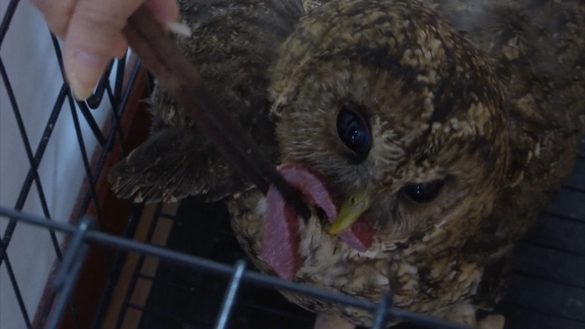 半夜闯进1只长得像猴子的鹰，抓死了鸽子，还敢找人要好吃的