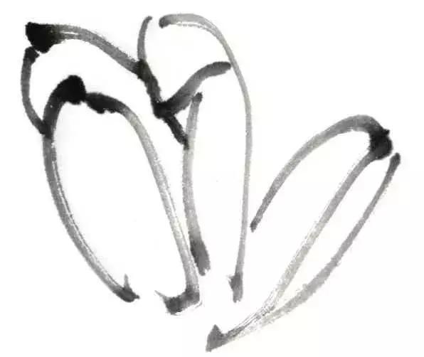 白描荷花的画法图片,如何画荷花国画白描