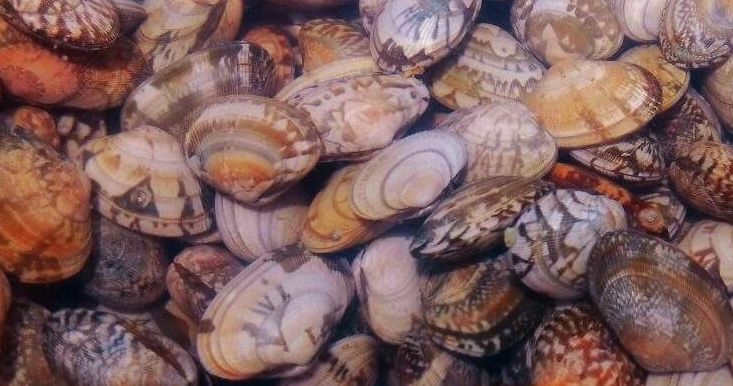 蒜蓉花甲粉丝锡纸做法,锡纸花甲粉蒜蓉酱的制作