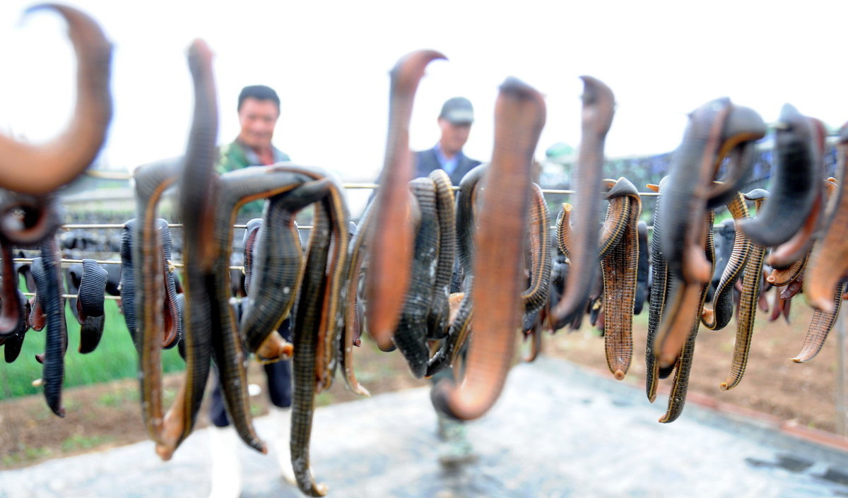 蚂蟥价格猛涨1500元一公斤,蚂蝗价格暴涨了吗