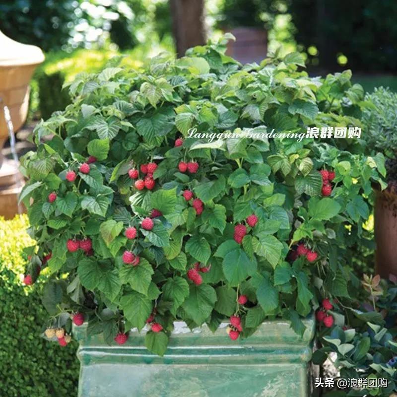 盆栽树莓能结多少果,盆栽果树一年可以长多高