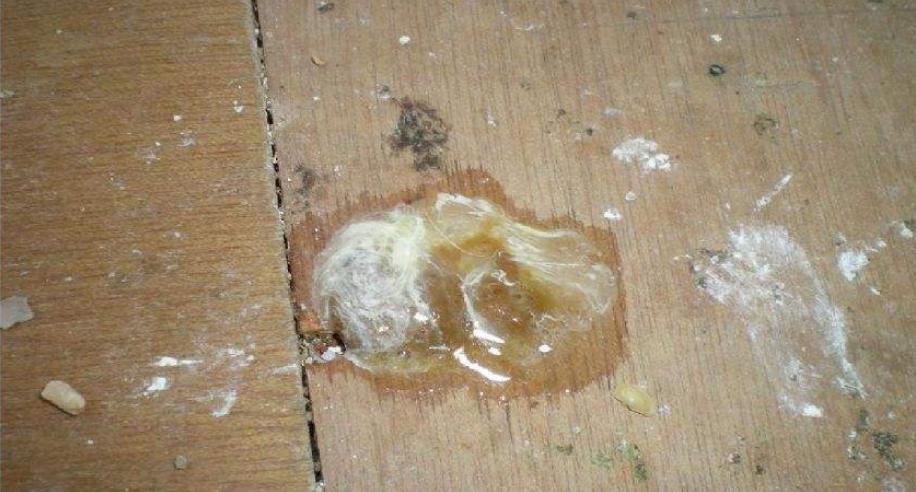 鸽子这六种病的防与治(赶快收藏吧)