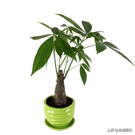 发财树出现黑斑怎么办呢,单杆立柱发财树表皮有白斑怎么办