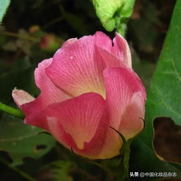 好用的化妆海棉面料推荐,化妆用的海绵叫什么