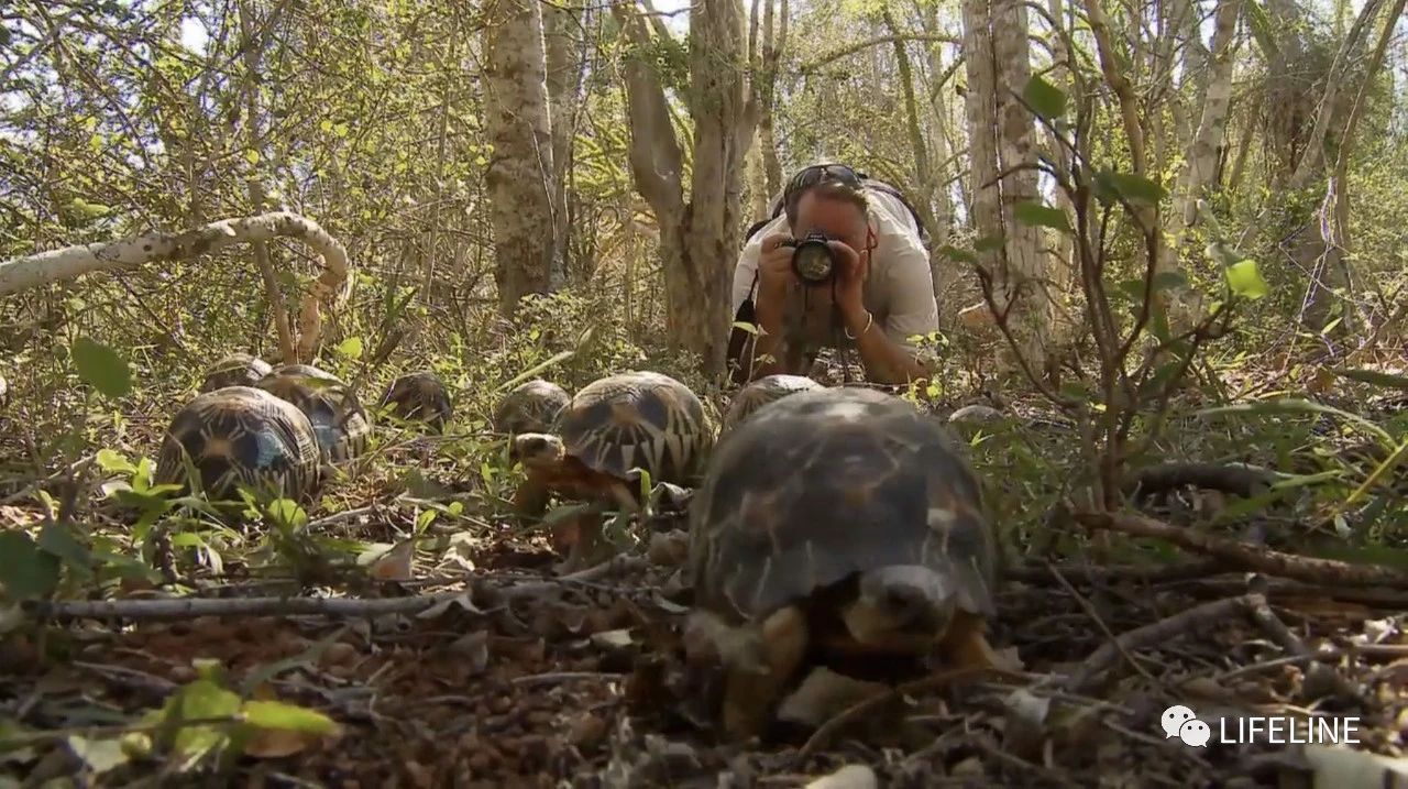龟中“考拉”，请别让我们的孩子在博物馆见到它们...