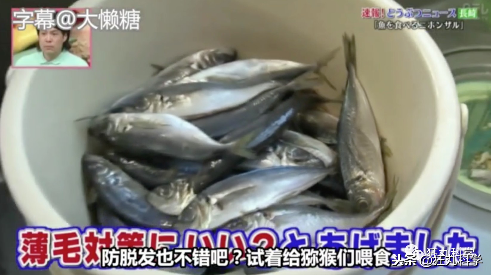 绉冨ご鐚村瓙鍚冮奔,鏃ユ湰鐚村瓙绉冨ご鍚冮潚鑺遍奔