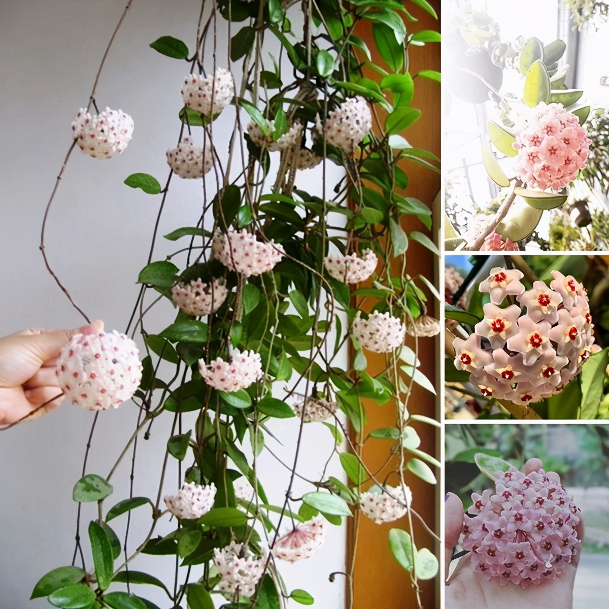 适合阳台养的藤本开花植物有哪些,适合做花墙的藤本植物