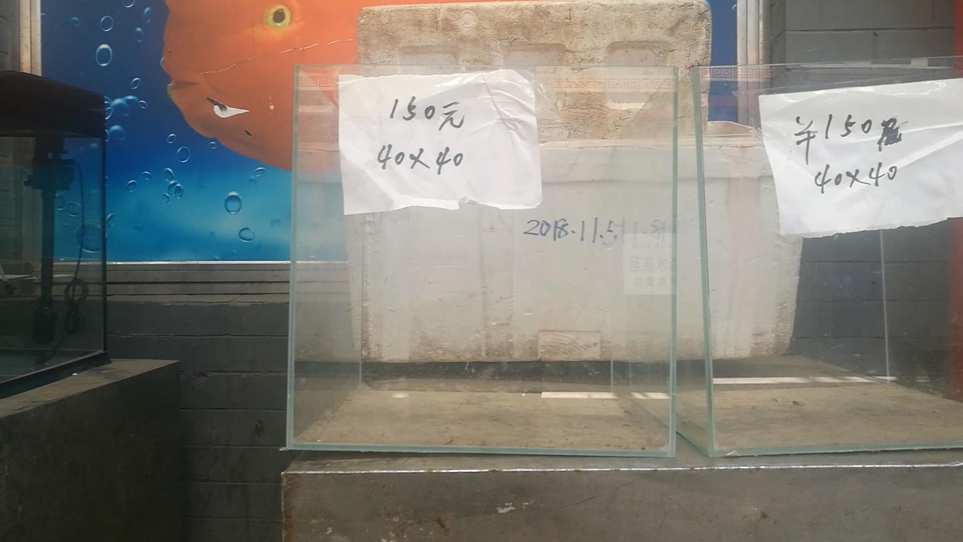 2020年北京观赏鱼批发市场夜市,观赏鱼夜市北京