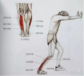 小腿粗脂肪腿如何变细腿,小腿粗可以瘦下去吗
