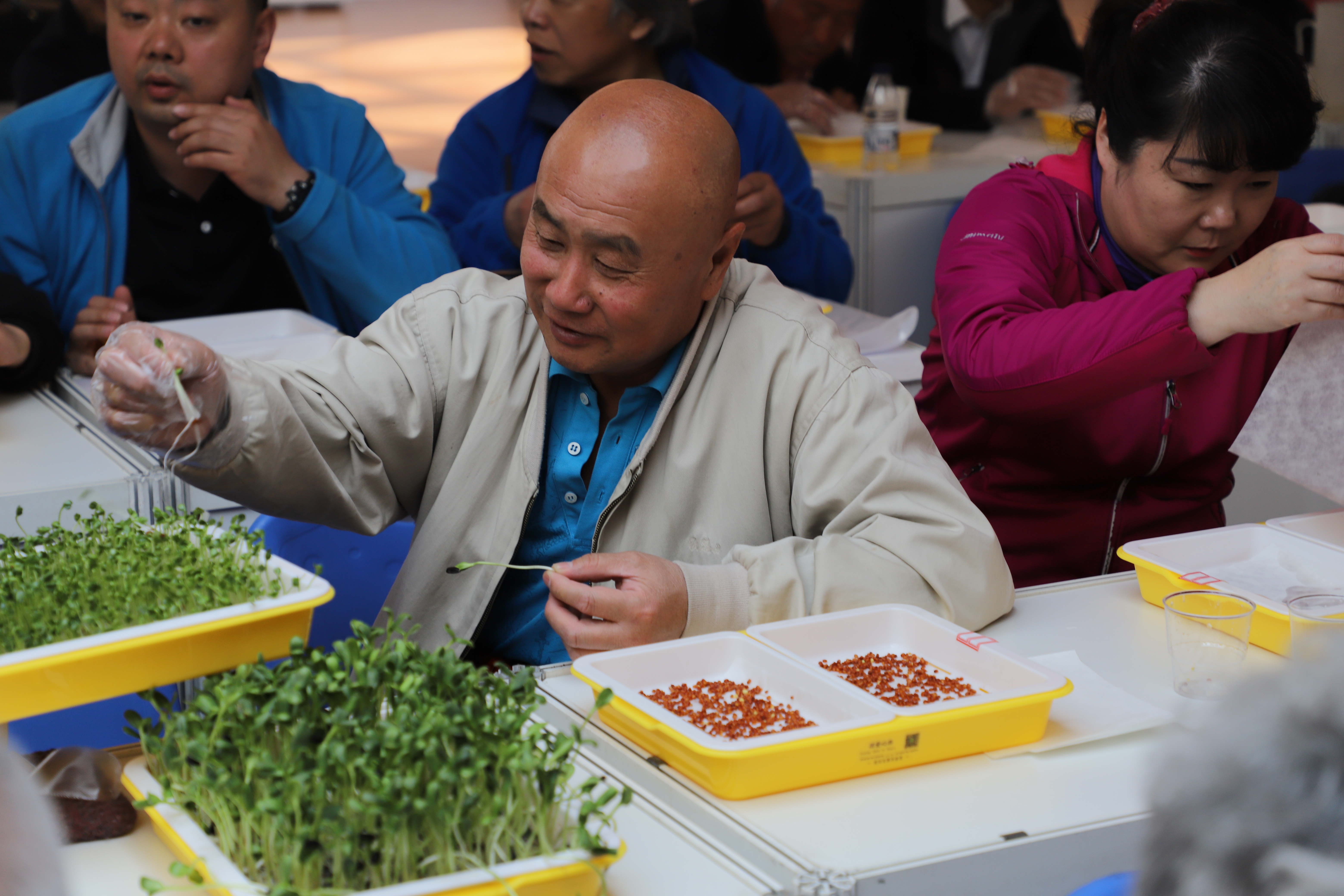 自家菜园子种的纯天然绿色蔬菜,庭院想种植绿色蔬菜怎么种