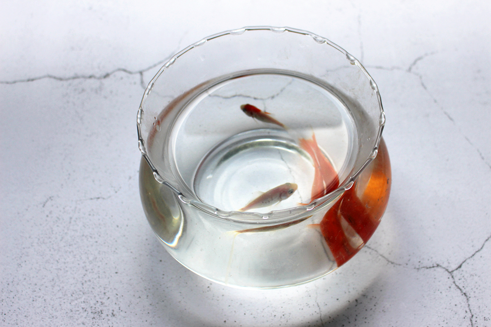 养鱼日记森森鱼缸,水族箱造景养鱼日记