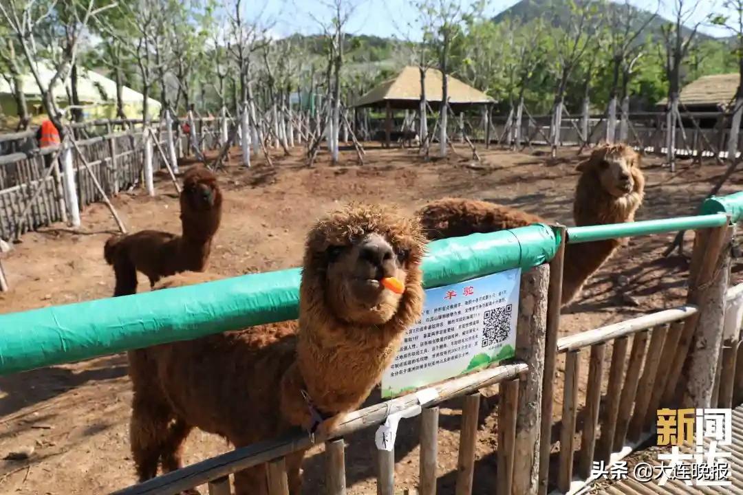 五一近郊游打卡甘井子,大连甘井子五一去哪玩