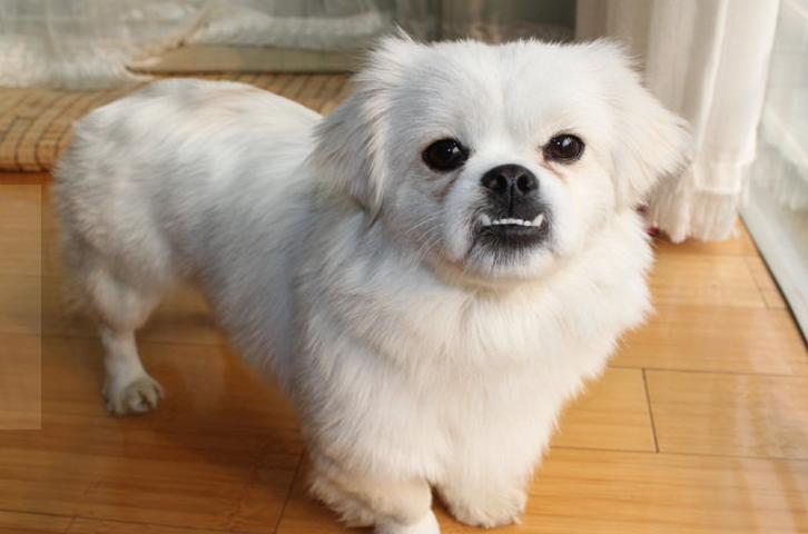 新手养狗选什么狗又便宜,养狗新手推荐什么狗省钱的