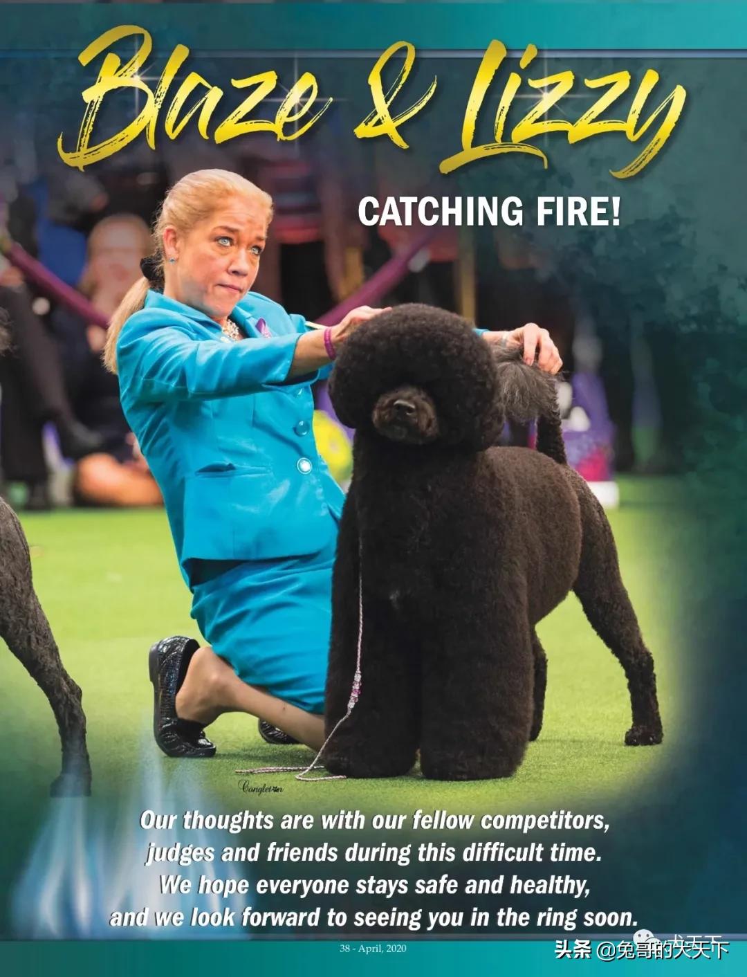 akc柴犬,2022年美国akc犬展冠军