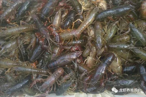 投资养殖小龙虾100亩成本多少钱,小龙虾成本与利润