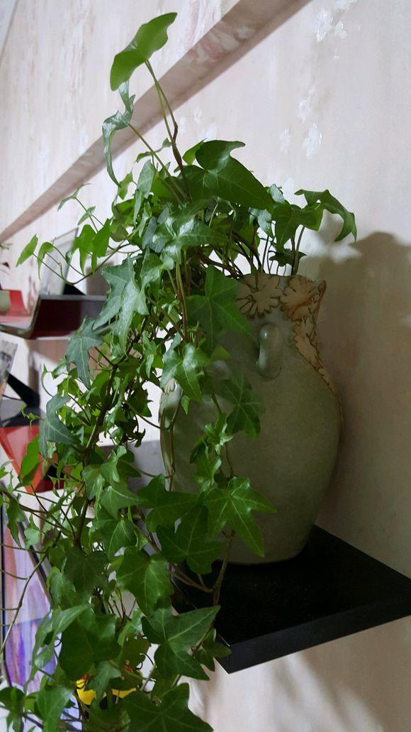 室内养什么植物对净化空气有效,什么植物净化空气最好室内好养