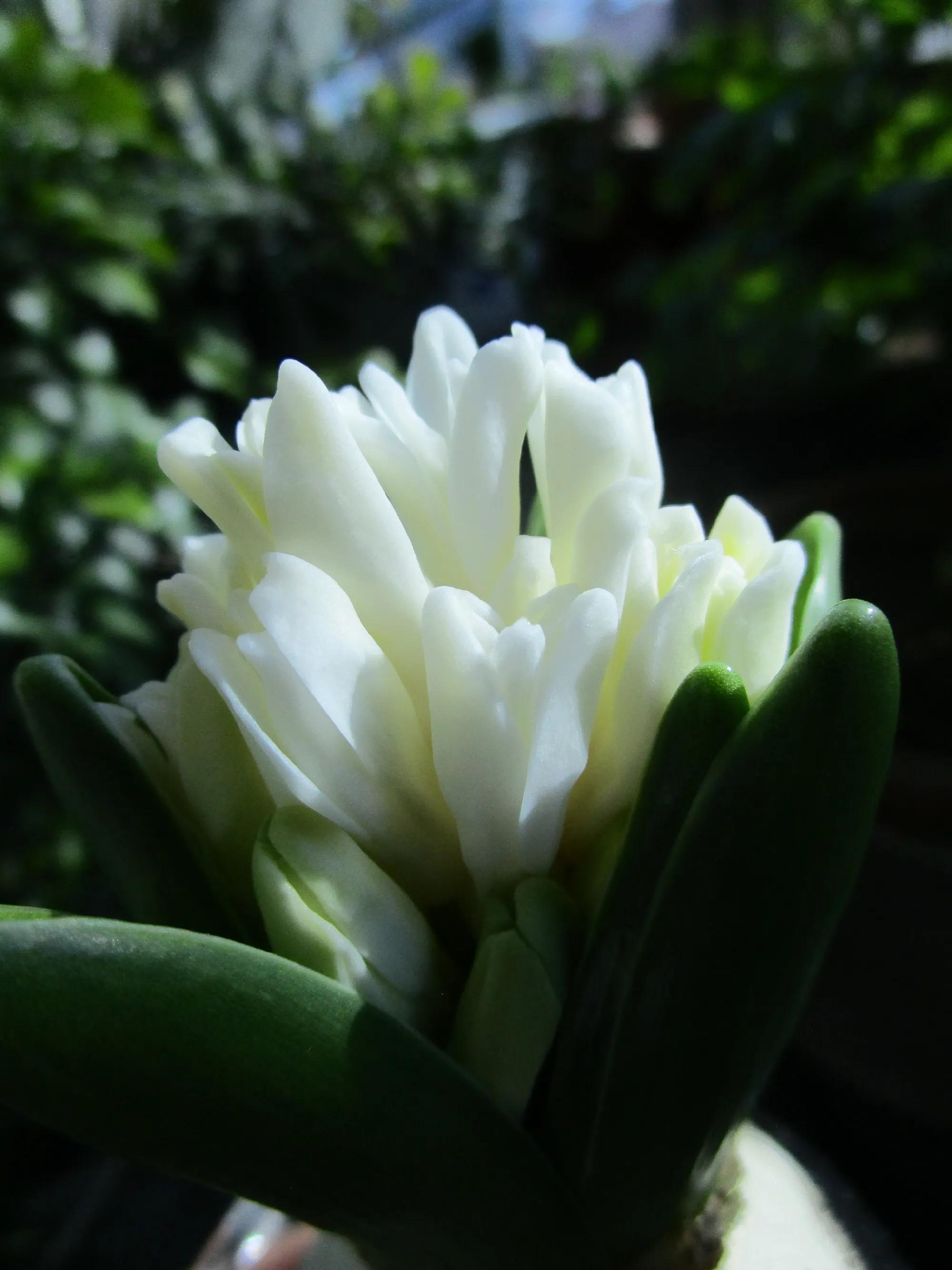 风信子花养护管理,风信子养护温度