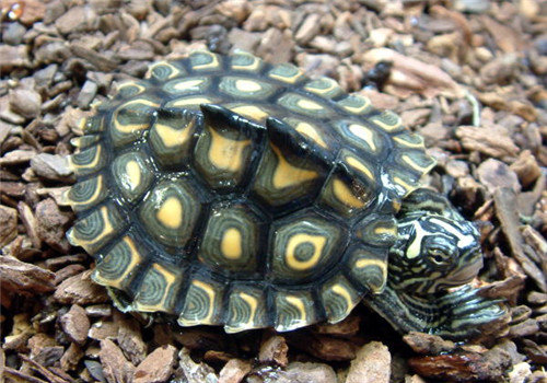 匠志萌宠乐园教学,匠志萌宠