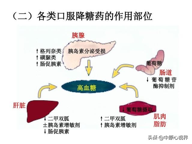 五驾马车疗法能治愈糖尿病吗,糖尿病人的5辆马车是什么