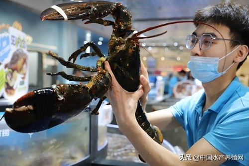 盒马鲜生合肥首家,盒马鲜生入驻肥东