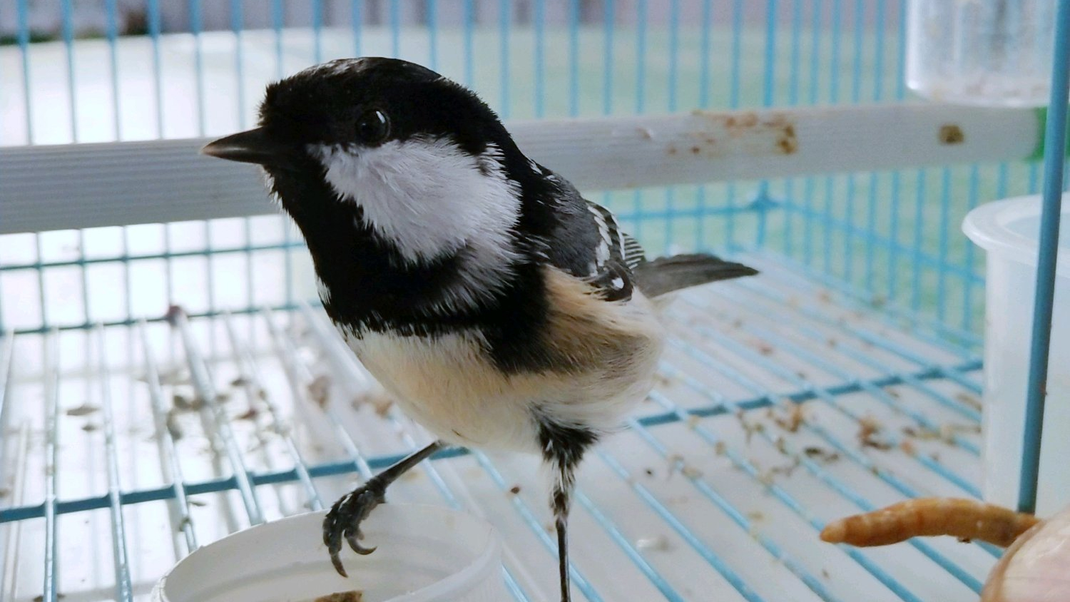 为什么养贝子鸟的多,冬季养贝子鸟的经验