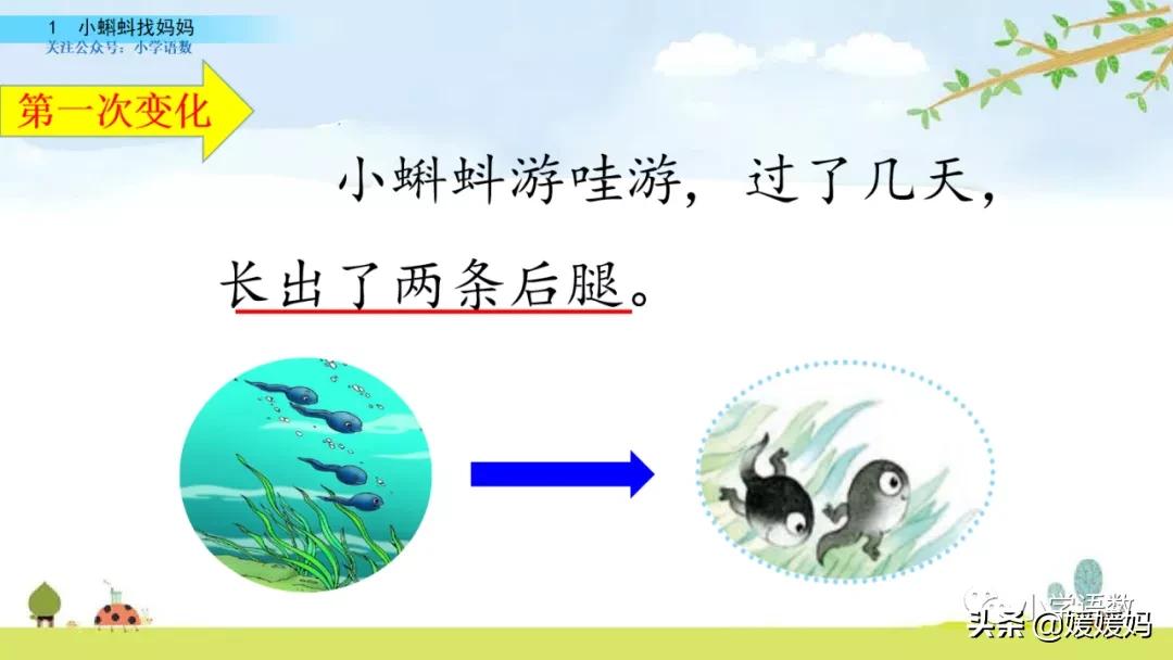 二年级上册小蝌蚪找妈妈听写词语,朗读二年级上册语文小蝌蚪找妈妈