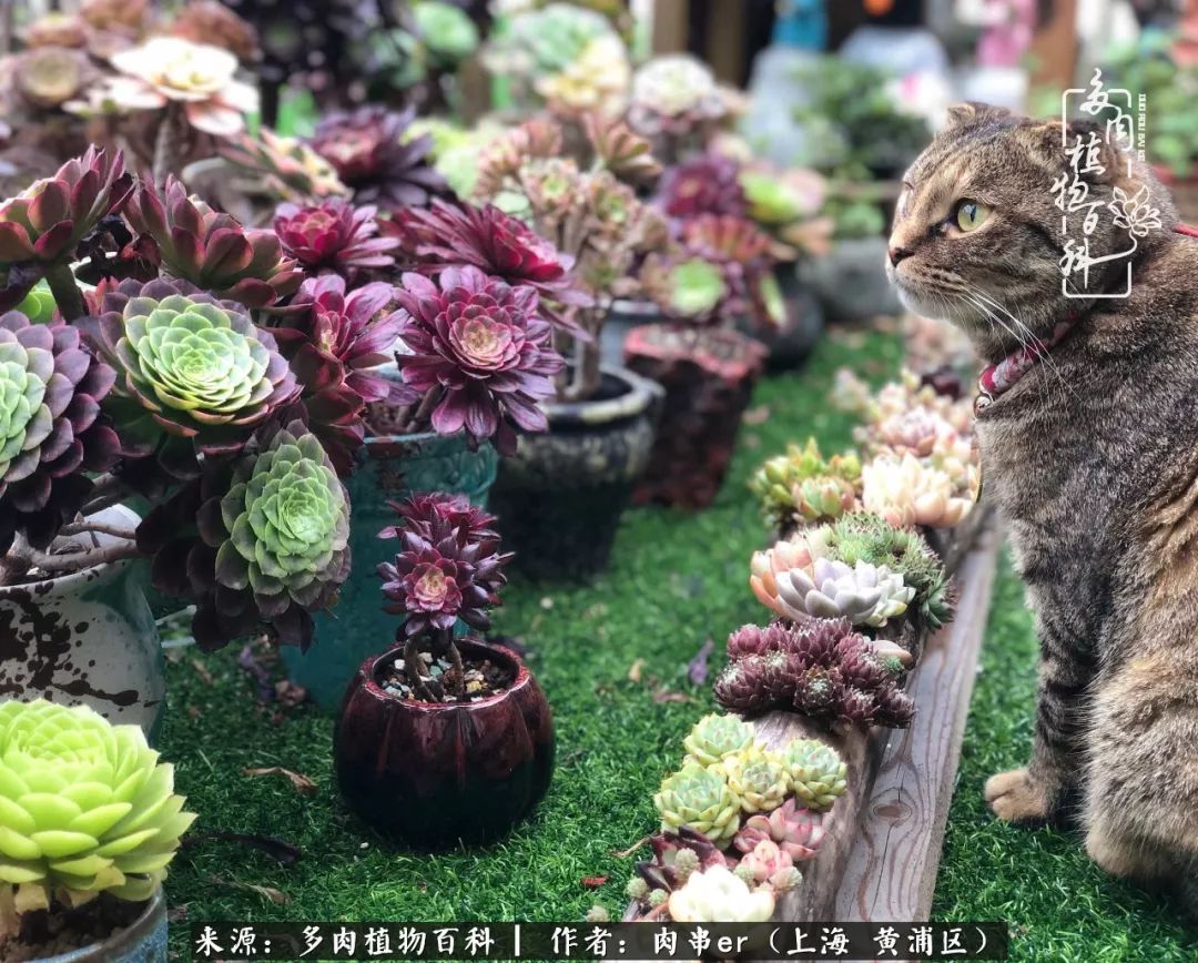 怎么用原相机拍多肉更好看,多肉怎么拍摄好看