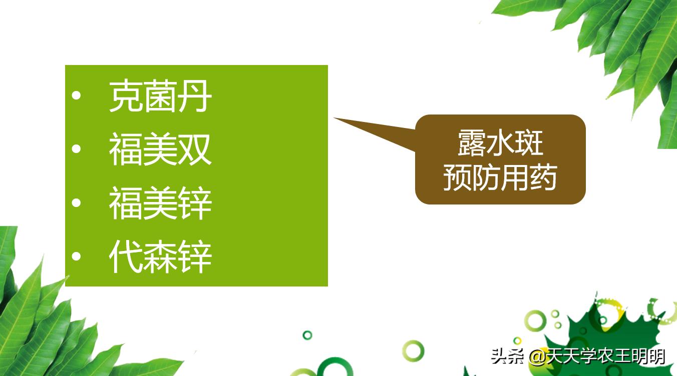 芒果炭疽用什么药,芒果炭疽